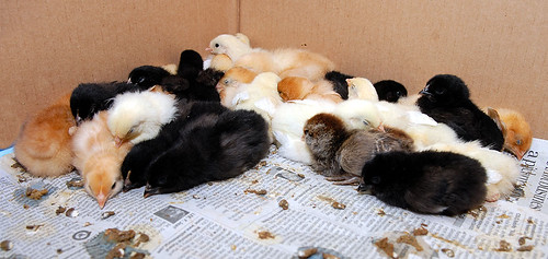 26 Sleeping Chicks