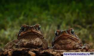 Cane-Toads_