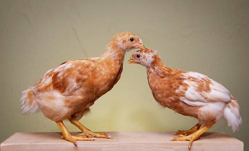 Chicks to Chickens