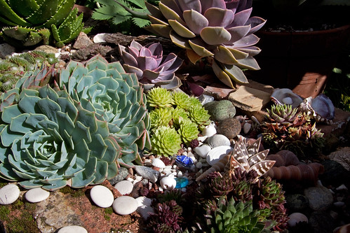 Succulents and . . . a Small Blue Scarab