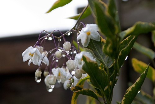 Solanum jasminoides ‘Variegata’