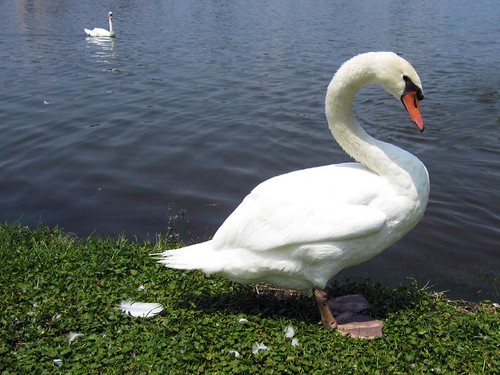 Swans on Lake Morton
