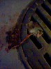 dead rat in gutter