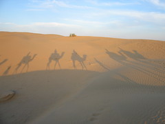 CamelGroupShadow