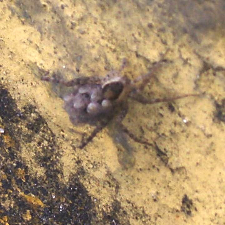 Female Wolf Spider, with young