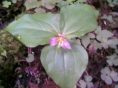 Flower Butano State Park.jpg