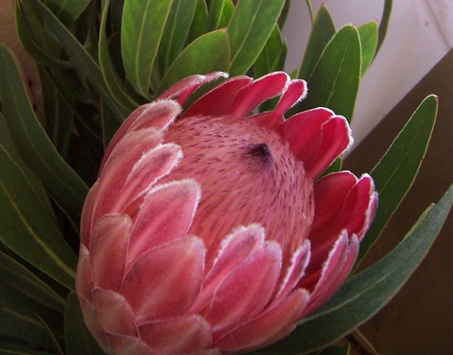 Pink protea