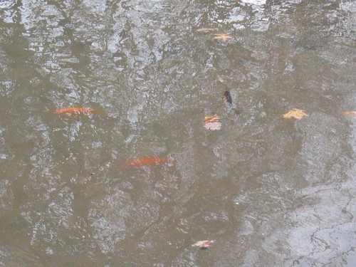 Fish in the Pond