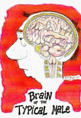 Typical male brain