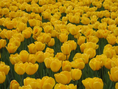 yellow_tulips_1