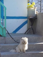 Vicious Sikkimese guard dog
