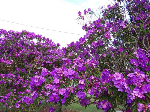 Purple flowering tree