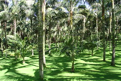 Forest of palms