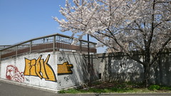 Sakura and graffiti