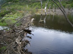 Ushuaia - 17 - Beaver dam