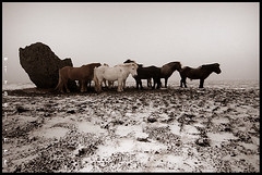 icelandic winter horses 1