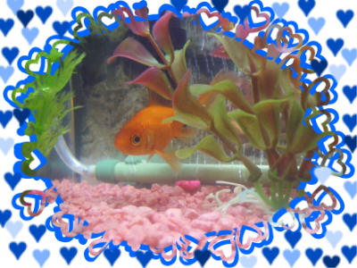 fish love 2