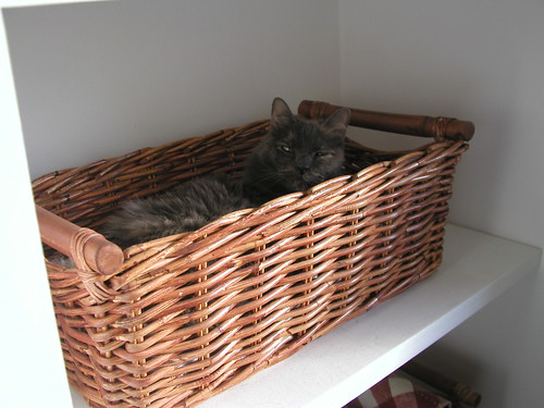 Basket Kitty 007