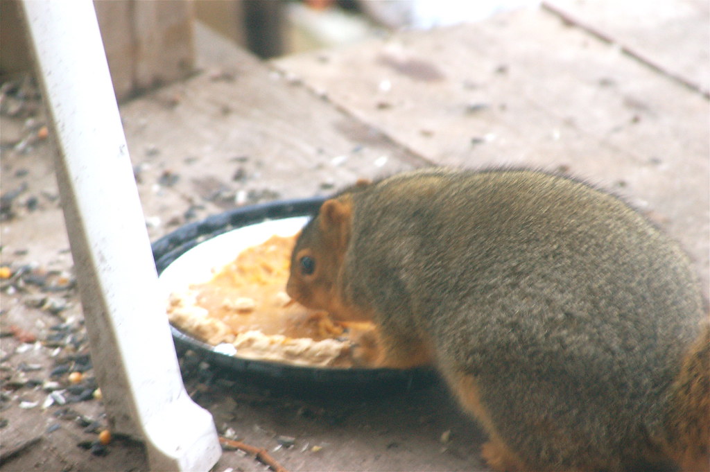 pie eating squirrel