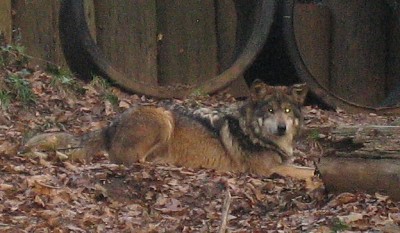 Mexican Wolf, DC Zoo