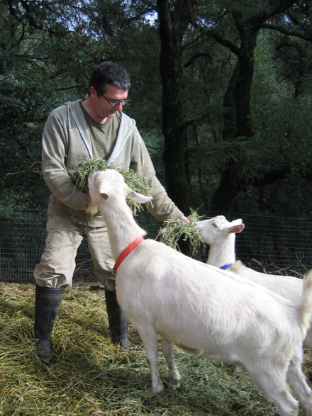Pascal Feeding Goats