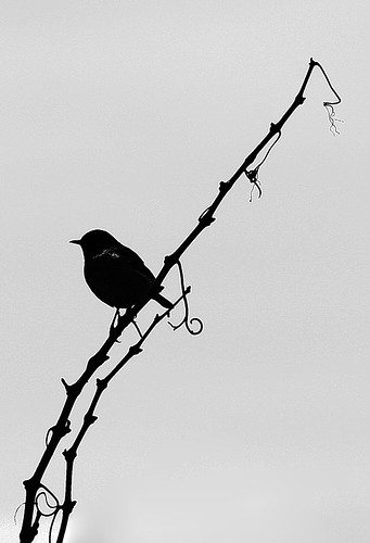 Black little bird