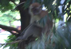 Monkeys spotted at Yishun Park_a_020106