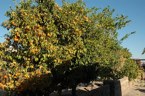 Yuma orange tree