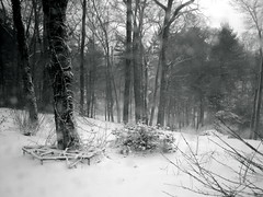 winter trees (2)