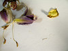 various dried flowers