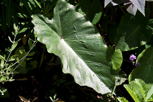 Colocasia fontanesii  - leaf
