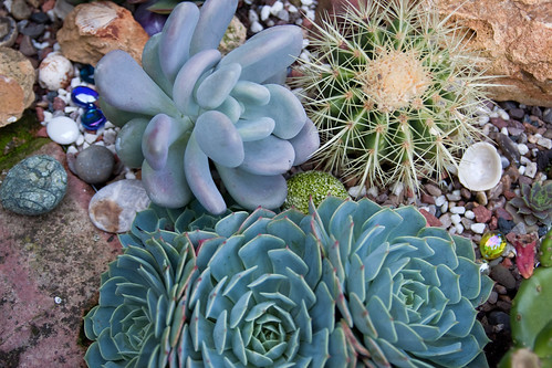 Pachyphytum bracteosum, Cactus and Echeveria