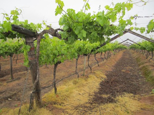 Виноградники в Южной Африке (Willington)