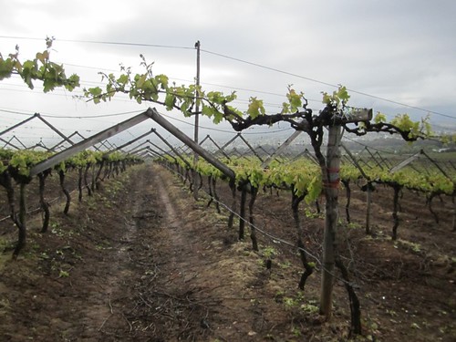 Виноградники в Южной Африке (Willington)