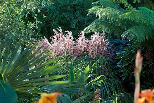 Miscanthus sinensis 'Malepartus' flowers caught in the morning sunshine