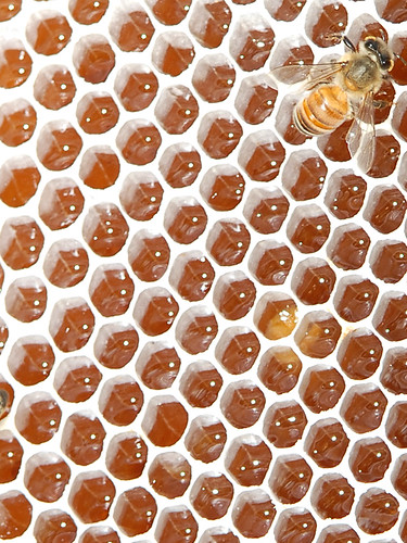 Bees evacuating their hive