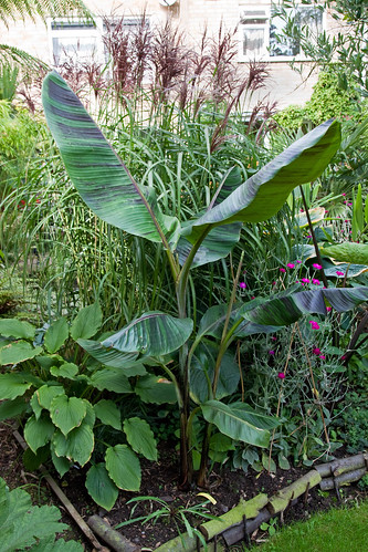 Musa sikkimensis 'Red Tiger'