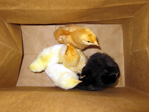 bagged chicks