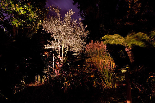 October Night garden