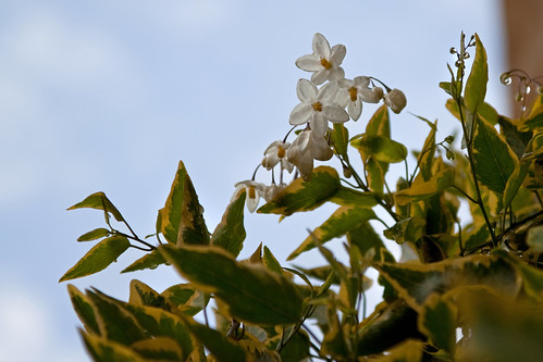 Solanum jasminoides ‘Variegata’