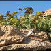 Formentera - Vegetació còdol