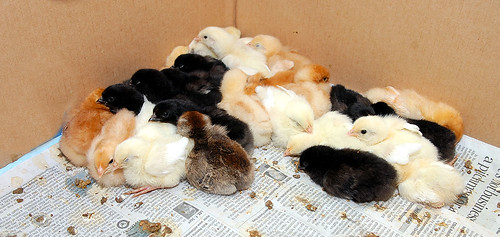 26 Sleeping Chicks