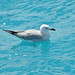 Formentera - Seagull