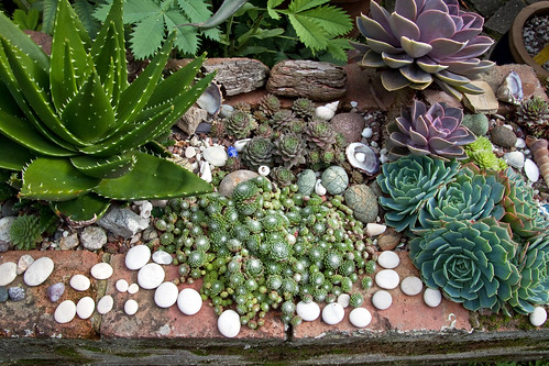 Succulents, Stones And A Small Blue Scarab