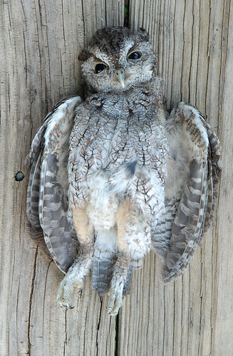 Eastern Screech Owl Road Kill