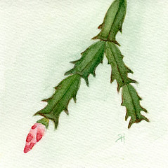 Christmas Cactus - Day 7