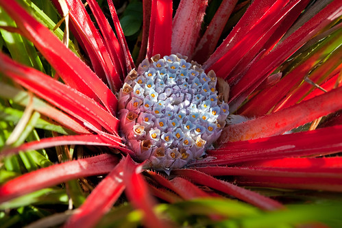 Fascicularia bicolor - Firewheel - flower