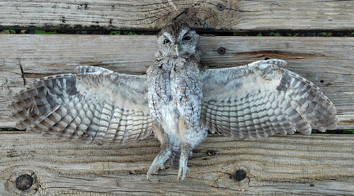 Eastern Screech Owl Road Kill