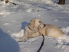 Frisket of the snows