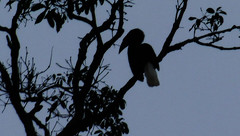 Hornbill at dusk